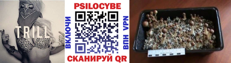Псилоцибиновые грибы Psilocybe Заозёрск
